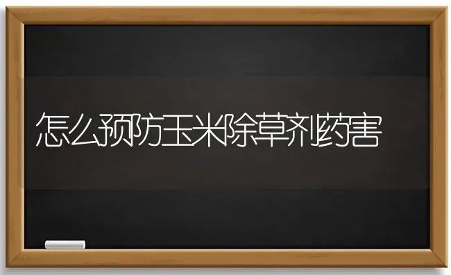怎么预防玉米除草剂药害 | 粮油作物种植