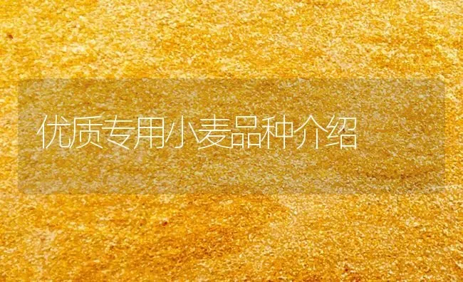 优质专用小麦品种介绍 | 粮油作物种植