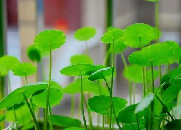 养殖科普|铜钱草喜阳还是喜阴 属于阴性植物还是阳性植物