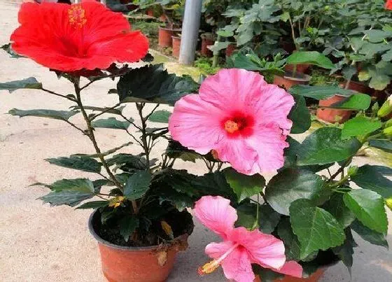 植物修剪|扶桑花秋天可以剪枝吗，扶桑什么时候修剪怎样修剪）