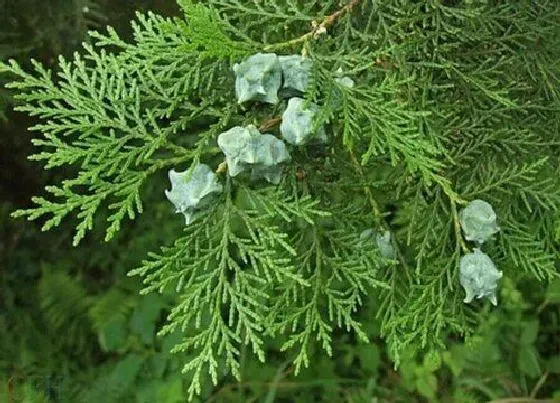 花语|侧柏的花语是什么 开花代表的花语和寓意
