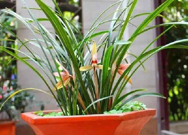 植物浇水|判断兰花是否该浇水的方法（干到什么程度就需要浇水）