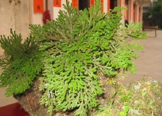 植物百科|回阳草又叫什么名字