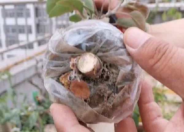 植物扦插|苹果树几月份扦插最好