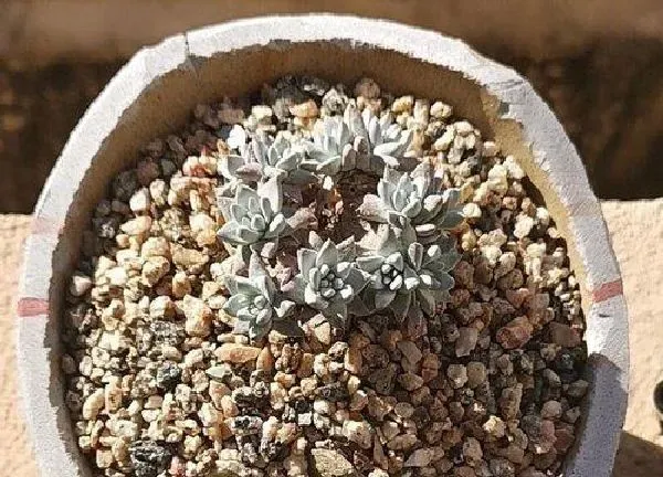 植物移栽|白菊多肉上盆时间与养护方法