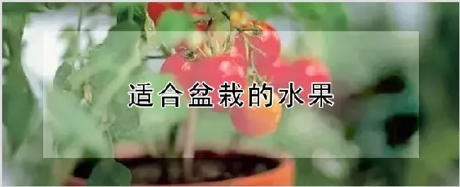 适合盆栽的水果 | 农业科普