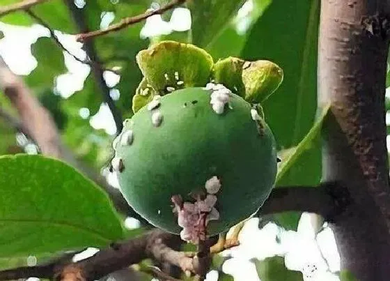 植物虫害|柿子树介壳虫用什么药管用