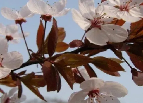 植物百科|红叶李开花吗 开花什么样子
