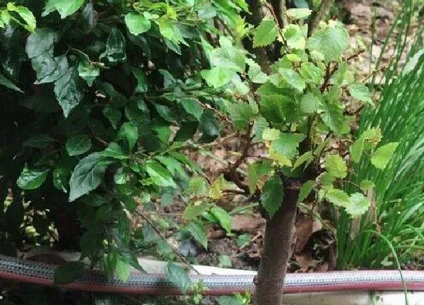 植物移栽|榉树什么时候移栽最好（榉树移植时间和养护方法）