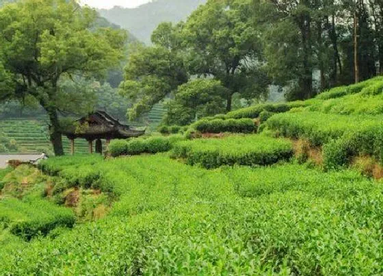 植物产地|龙井茶原产地在哪里