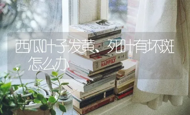 西瓜叶子发黄、死叶有坏斑，怎么办 | 瓜果种植