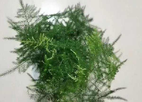 植物浇水|文竹水浇多了怎么办