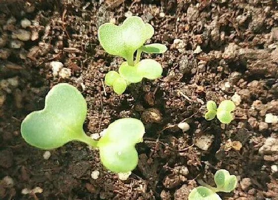 植物育苗|生菜几天发芽出苗 种子几天发芽出土