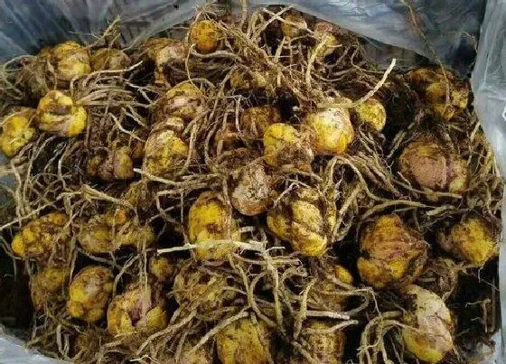 种球|荷兰百合种球保存方法与种植时间