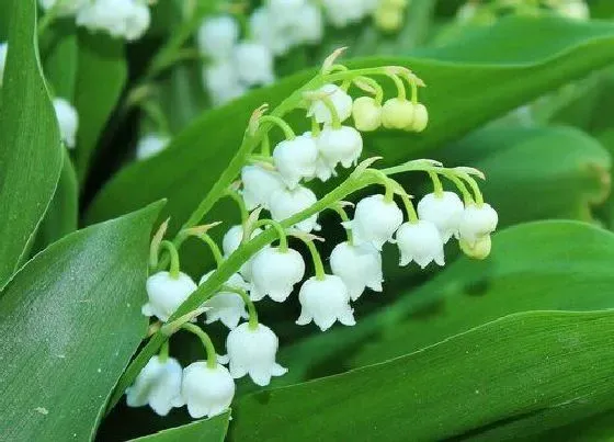 植物毒性|铃兰花香有毒吗