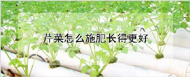 芹菜怎么施肥长得更好 | 耕种资料