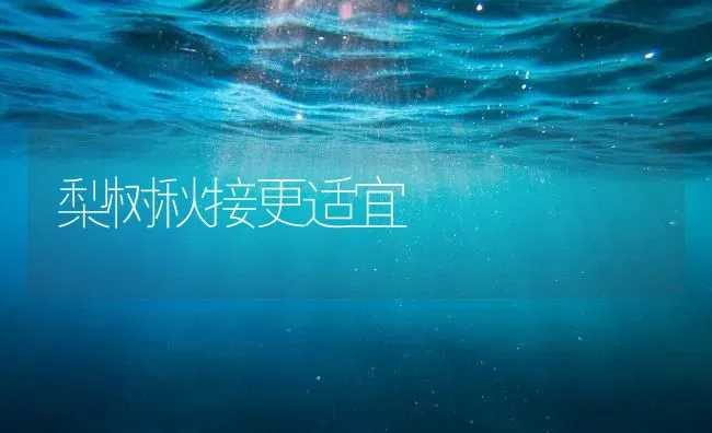 梨树秋接更适宜 | 瓜果种植