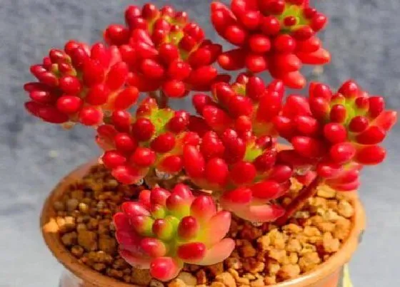植物排行|景天科植物有哪些