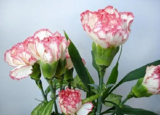 植物百科|室内有香味的花卉有哪些