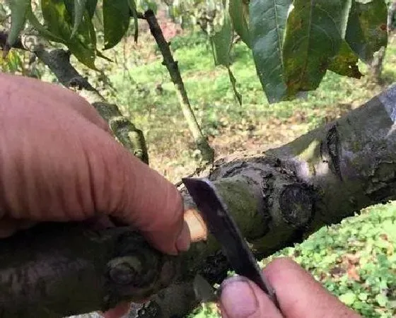 植物嫁接|桃树嫁接时间和方法