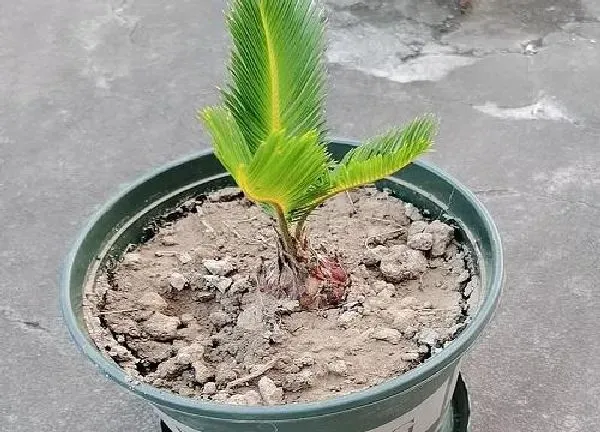 植物发芽|铁树不发芽怎么办