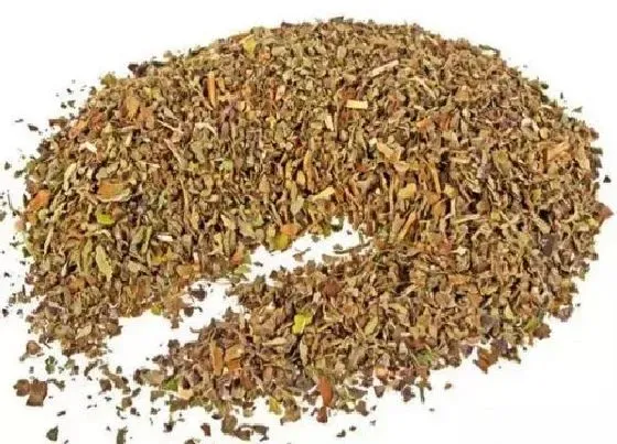 植物香味|什么香料可以满街飘香（添加哪种飘香调料能香一条街）