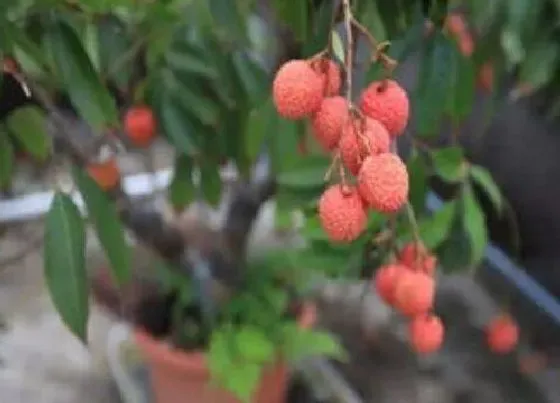 植物修剪|荔枝树怎么修剪方法