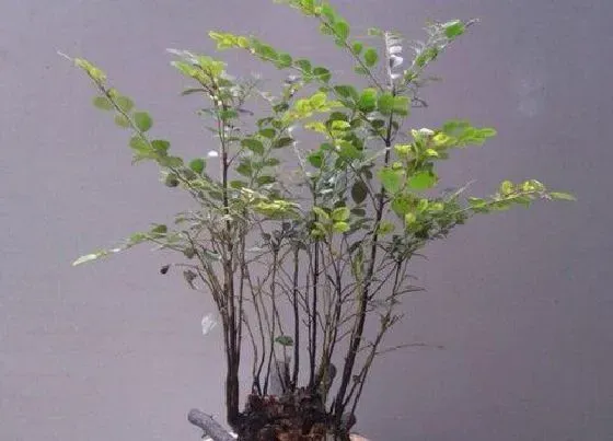 风水百科|黑骨茶的风水作用与寓意  养在家里对风水好吗