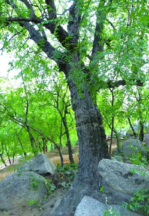 植物产地|哪里的大枣品质最好（山西、山东什么地方大枣正宗质量好）