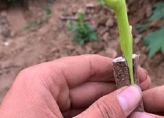 植物嫁接|牡丹嫁接时间和方法