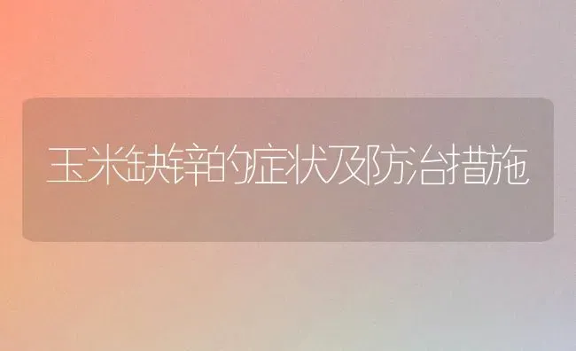 玉米缺锌的症状及防治措施 | 粮油作物种植
