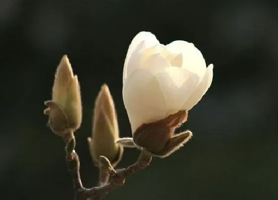 花卉百科|上海的市花是什么花