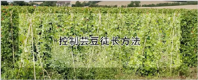 控制芸豆徒长方法 | 种植资料