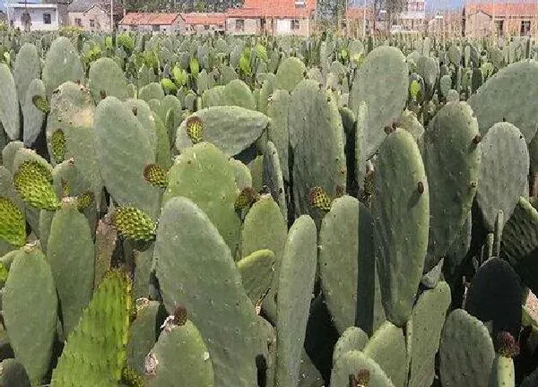 植物浇水|仙人掌要经常浇水吗