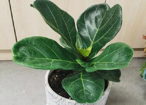 植物浇水|琴叶榕夏天多久浇一次水