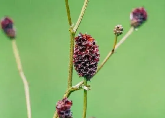 植物百科|地榆是什么植物