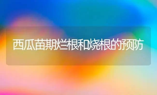 西瓜苗期烂根和烧根的预防 | 瓜果种植