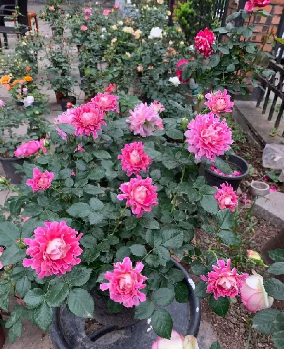 植物百科|梦幻褶边月季花优缺点（爬藤梦幻褶边长多高，值得买吗）