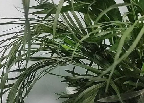 卷叶|散尾葵卷叶怎么办