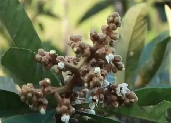 植物百科|枇杷花采摘花蕾还是花朵（枇杷花入药花蕾好还是花苞好）