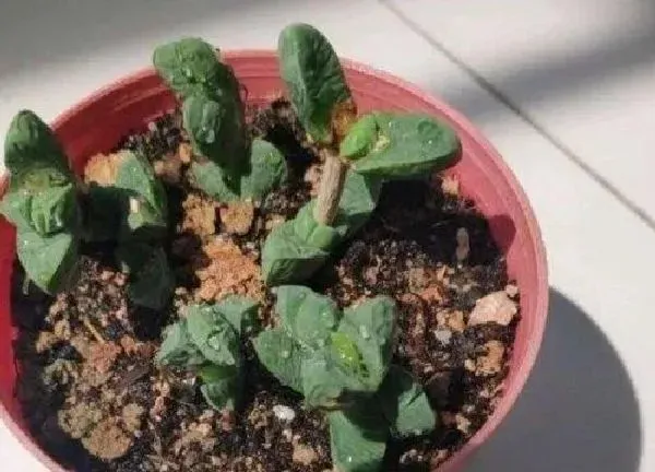 植物扦插|鹿角可以叶插吗