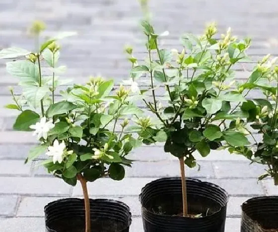 开花时间|笔尖茉莉一年开几次花 花期月份与时间