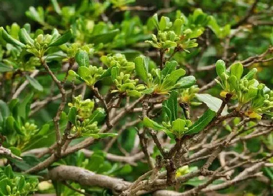 植物种类|海桐是落叶植物吗