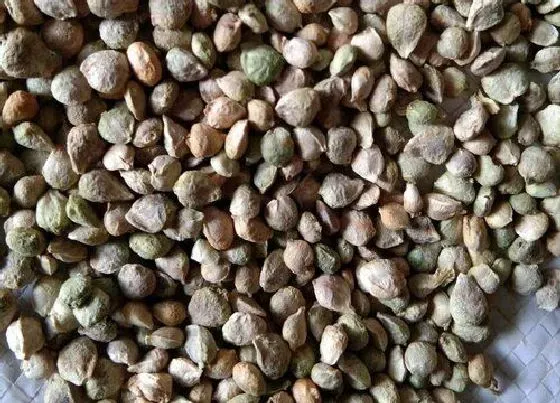植物播种|菠菜种子怎么种植方法 播种时间与方法