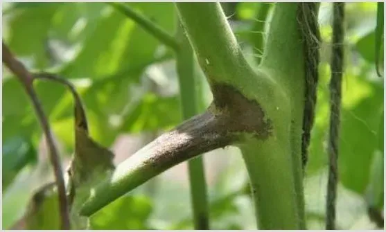 小檗碱用药说明 | 种植技术