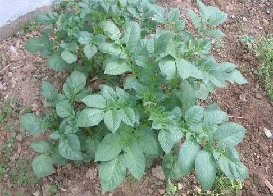 种植管理|马铃薯亩产万斤种植技术与管理方法，高产栽培技术要点）