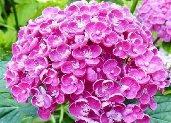养殖方法|绣球花花期怎么养护管理