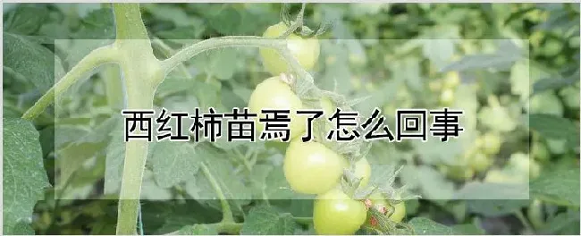 西红柿苗焉了怎么回事 | 种植技术