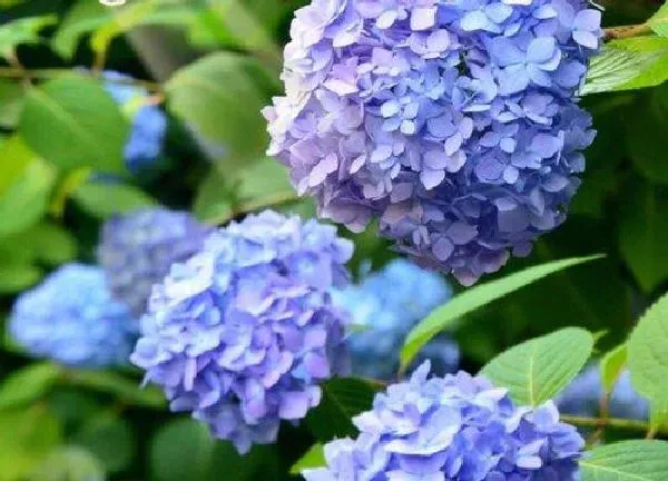 养殖方法|绣球花花期怎么养护管理
