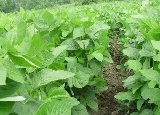 植物百科|黑豆是什么植物